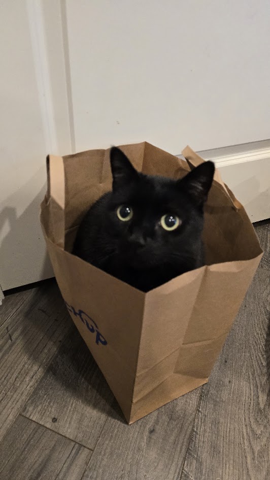 scarlett in bag