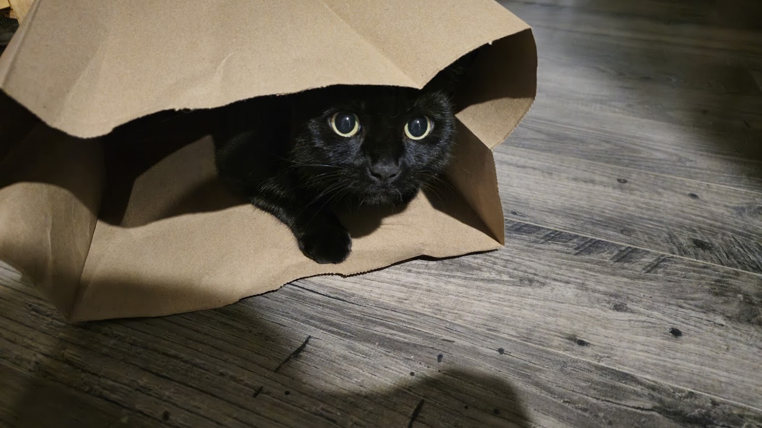 scarlett in bag again lol